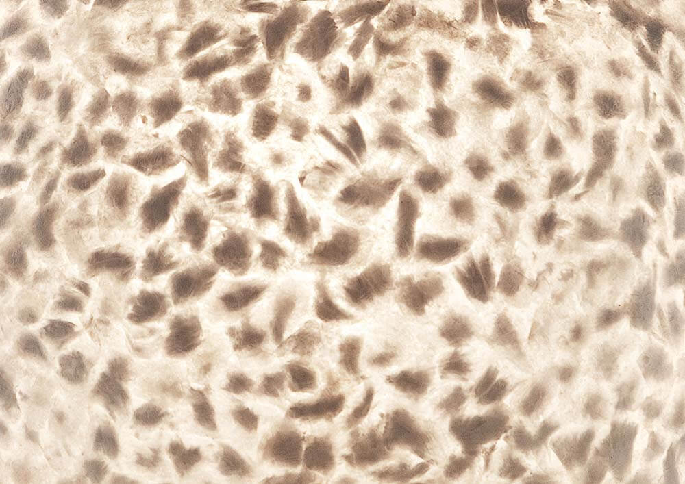 vanthoeftverlichting-voorburg-villaflor-donut-wangi-white-tafellamp-schelpenlamp-schelp vanthoeftverlichting-voorburg-villaflor-donut-wangi-white-tafellamp-schelpenlamp-schelp